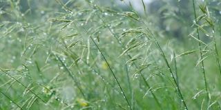 雨点在阳光下照耀着草地。雨后用水滴润湿草地。新鲜的植物背景。夏雨后草地