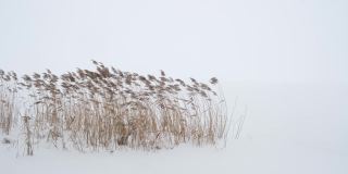 在结冰的湖岸，干燥的芦苇与暴风雪搏斗