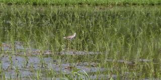 在稻田里寻找食物的鸟儿。田野里鸟类的高清视频。鸟类在巴厘岛稻田里行走的镜头