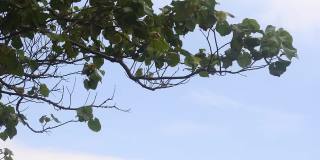 海滩附近的树叶在风中移动，高清视频