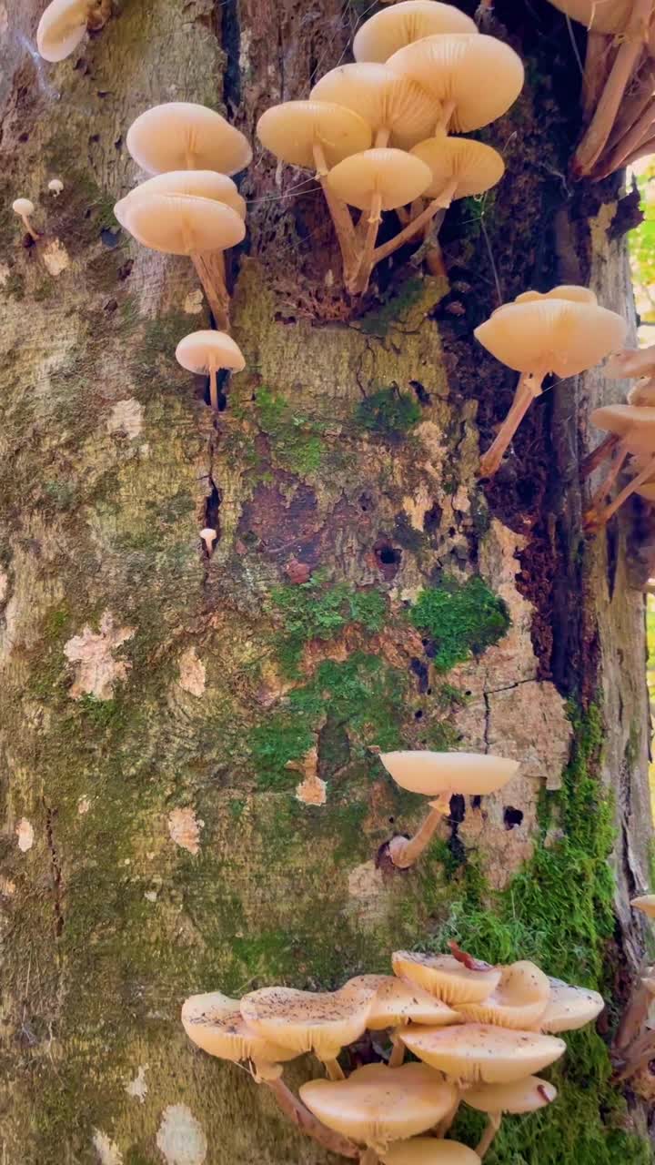 垂直:苔藓和蘑菇生长在一棵秋天的彩色大树上。