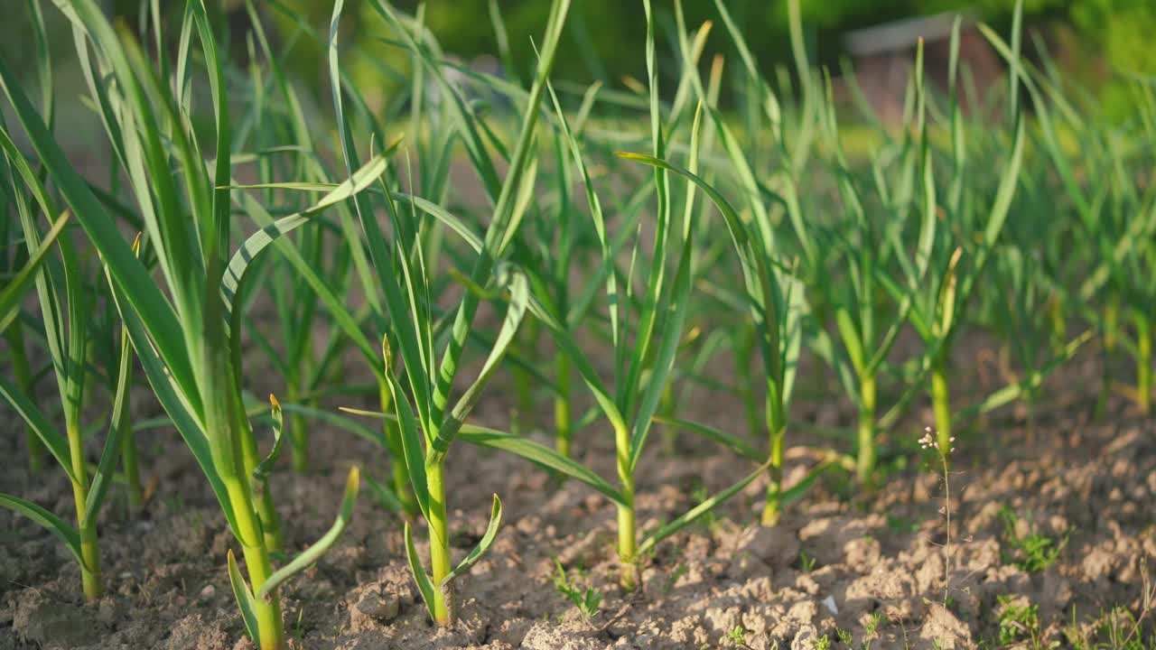 阳光照在花园里的小蒜苗上