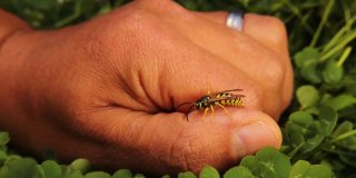 黄色的黄蜂停在一个外来兽医的手上，然后在花园里飞。也被称为欧洲黄蜂、黄黄蜂、德国黄蜂、黄夹克或德国黄夹克。黄蜂。野生动物兽医