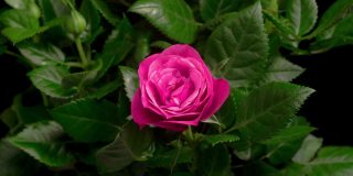 美丽的宏观时间推移视频粉红色的玫瑰生长