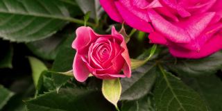 美丽的宏观时间推移视频粉红色的玫瑰生长