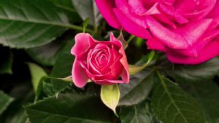 美丽的宏观时间推移视频粉红色的玫瑰生长视频素材模板下载