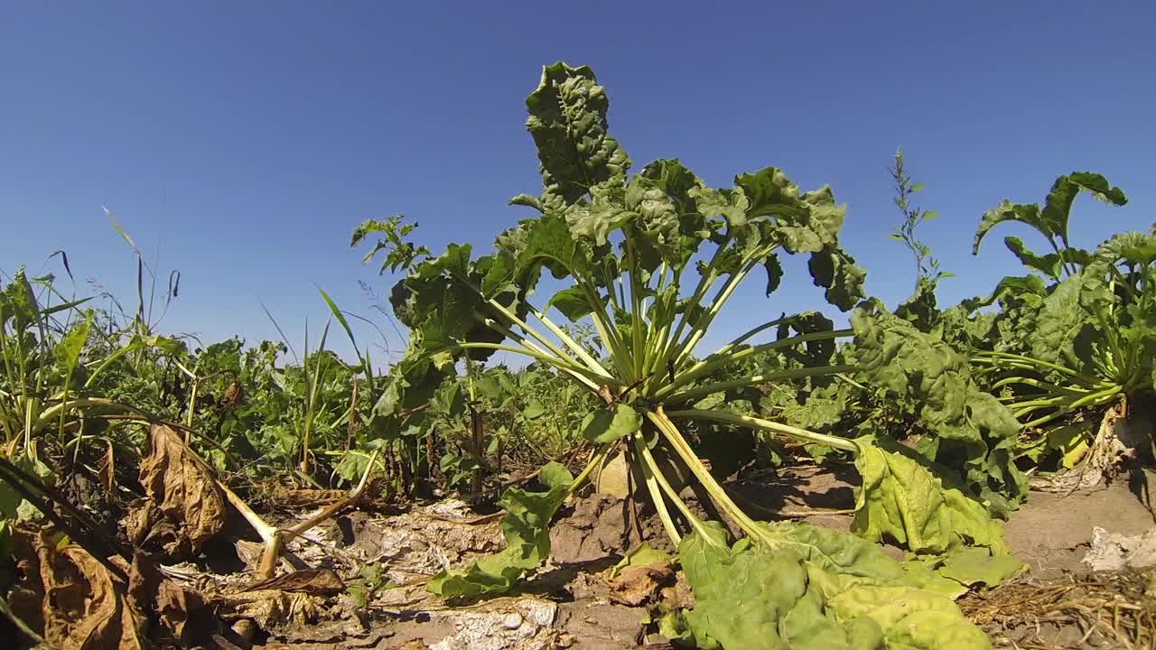 成熟的甜菜根在地里准备收获
