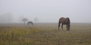 在一个雾蒙蒙的早晨，一匹漂亮的棕色马在秋天的草地上吃草。在一个雾蒙蒙的秋天早晨，这匹马正在田野上吃草。