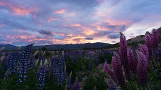 日落时罗苹花的消逝。奥玛拉马克莱悬崖，新西兰视频素材模板下载