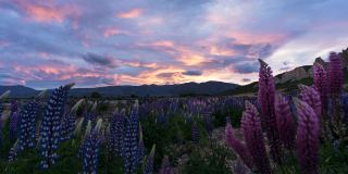 日落时罗苹花的消逝。奥玛拉马克莱悬崖，新西兰