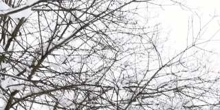 冬天的城市公园。树上有雪帽。雪从树上飘落下来。特写镜头。
