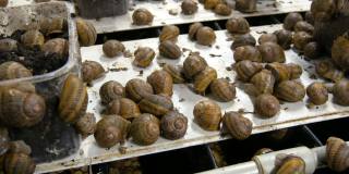 蜗牛养殖场的蜗牛冷藏室，这是一种美味，含有大量的健康蛋白质和美容有用的粘液。蜗牛在地上和箱子上爬行