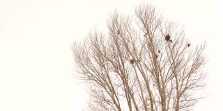 土耳其埃尔祖鲁姆，冬天，一棵光秃秃的树上，乌鸦和它们的巢。树上有两种乌鸦(喜鹊和白嘴鸦)冬天天气寒冷-50°C乌鸦，下雪了，下雪了，结冰了冻结,冻结