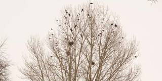 土耳其埃尔祖鲁姆，冬天，一棵光秃秃的树上，乌鸦和它们的巢。树上有两种乌鸦(喜鹊和白嘴鸦)冬天天气寒冷-50°C乌鸦，下雪了，下雪了，结冰了冻结,冻结