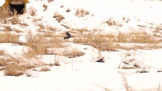 乌鸦在冬天的雪中寻找食物。树上有两种乌鸦(白嘴鸦和西部寒鸦)鸟收集、组。黑鸟迁徙，乌鸦。雪，雪，冰，冻住了视频素材模板下载