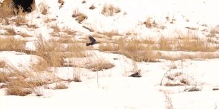乌鸦在冬天的雪中寻找食物。树上有两种乌鸦(白嘴鸦和西部寒鸦)鸟收集、组。黑鸟迁徙，乌鸦。雪，雪，冰，冻住了