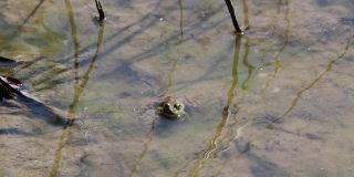 青蛙头露出水面，沉在浅水池塘里