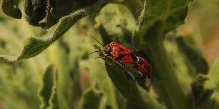 草地上的萤火虫。萤火虫在春天的花园里交配。这种昆虫也被称为红黑条纹臭虫或红黑点臭虫。虫子，昆虫，动物，动物。野生自然,森林