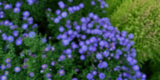 绿色花坛上的紫色雏菊和紫苑:旋转的慢镜头。