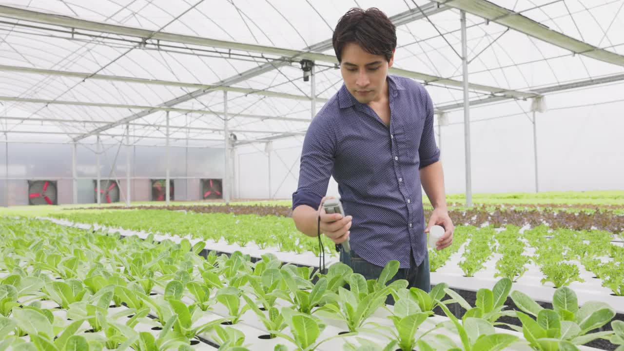 一位农民用平板从水培菜园中收获蔬菜。有机新鲜蔬菜种植和农民在温室与水培菜园劳动。