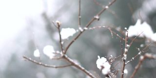 在印度喜马偕尔邦的马纳里下雪期间，树枝被雪覆盖的机架焦点。冬天的背景。雪把树枝覆盖在雪里。冬季背景与复制空间