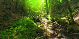 森林瀑布自然太阳魔法树石水之旅