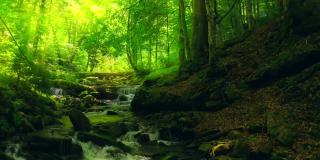 森林瀑布自然太阳魔法树石水之旅