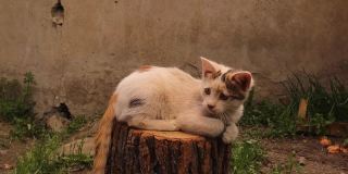 小猫坐在一根圆木上，在花园里白天照明。无家可归的小猫享受早春的阳光。白斑猫放松小猫2.5个月大了。宠物,宠物。猫,小猫