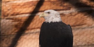 美国羽翼鸟，秃鹰，坐在树上观察动物园地面