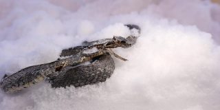 融化一些雪后，一条死蛇出现了。水蛇没能冬眠。爬行动物在冬天的痛苦。在土耳其埃尔祖鲁姆。动物，动物，爬行动物，蛇，野生动物，野生自然