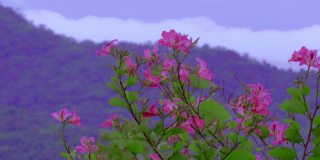粉红色的花朵在山间随风摇曳