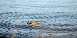 野鸭游到河的下游喝水。城市附近的野鸟。这只鸟在清澈的水中游泳