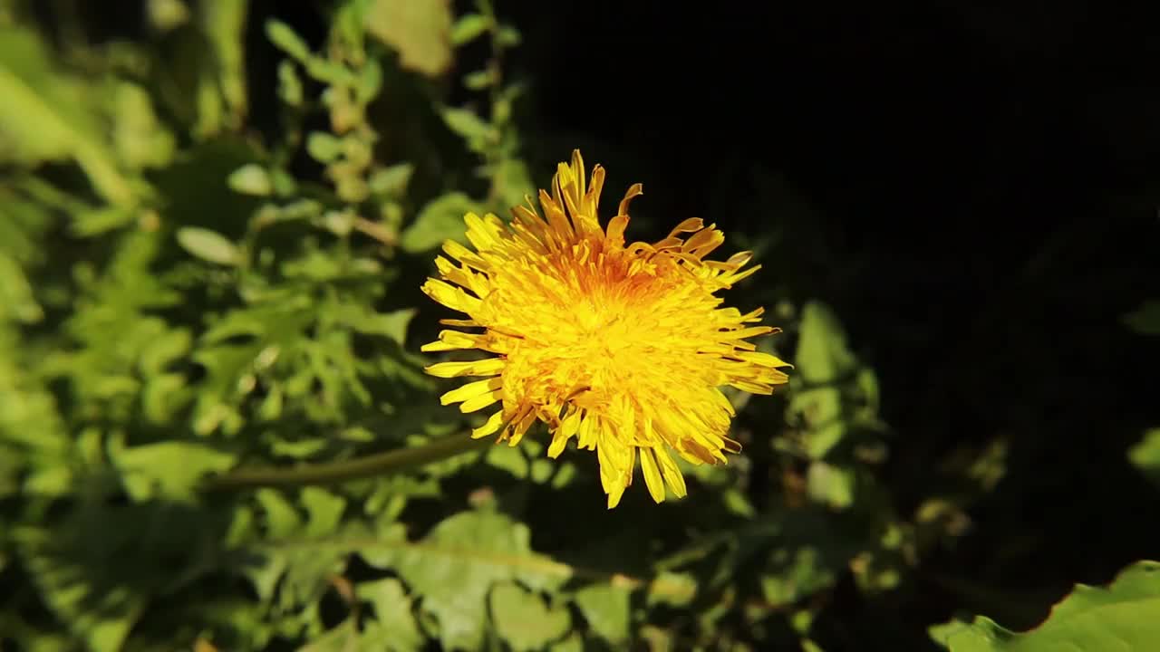 蚜蝇从蒲公英的花朵上吮吸花蜜。普通雄蜂没有蜜蜂。食蚜蝇，授粉花，授粉。令人惊讶的是飞行昆虫。花飞,花虻。昆虫,昆虫