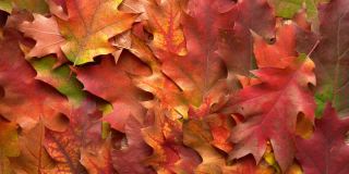 秋天色彩斑斓的树叶背景。落叶