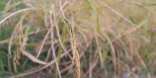 特写镜头一名妇女双手抚摸着农村农场里的成熟稻谷，秋收季节在成熟稻谷的田地里，选择聚焦浅层深度的田地