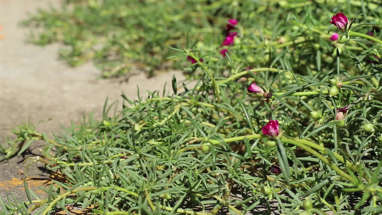 大马齿苋年轻的洋红色的花和绿色的芽