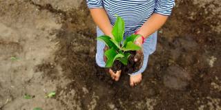 孩子正在花园里种一棵树。有选择性的重点。大自然。