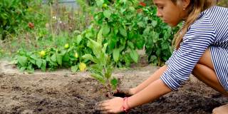 孩子正在花园里种一棵树。有选择性的重点。大自然。