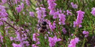 一只大黄蜂在森林里采集普通石南花的花粉和花蜜。养蜂