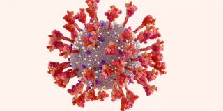 冠状病毒，SARS-CoV-2刺突蛋白非常灵活。尖刺摇摆和旋转来扫描细胞表面并与人体细胞结合。