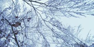 在冬天的一天，在树枝和雪冻的树下盘旋