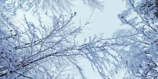 在冬天的一天，在树枝和雪结冰的树下移动