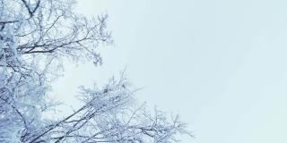 在冬天的一天，在树枝和雪结冰的树下移动