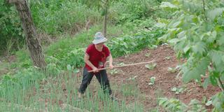 在农场工作的女性农民