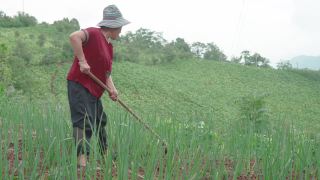 在农场工作的女性农民视频素材模板下载