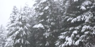 印度喜马偕尔邦的马纳里，冬天下雪时，森林里被雪覆盖的松树前面的雪落下的慢动作镜头。冬天森林里的雪。