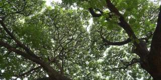 在大树枝桠展开的树荫下平静。绿化环境