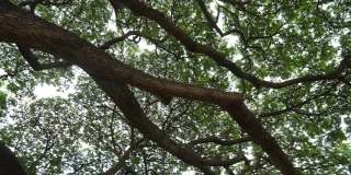 在大树枝桠展开的树荫下平静。绿化环境
