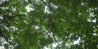 平静在大树枝叶下的树荫下。绿化环境