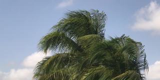 视频/摇晃着棕榈树的树枝和天空。